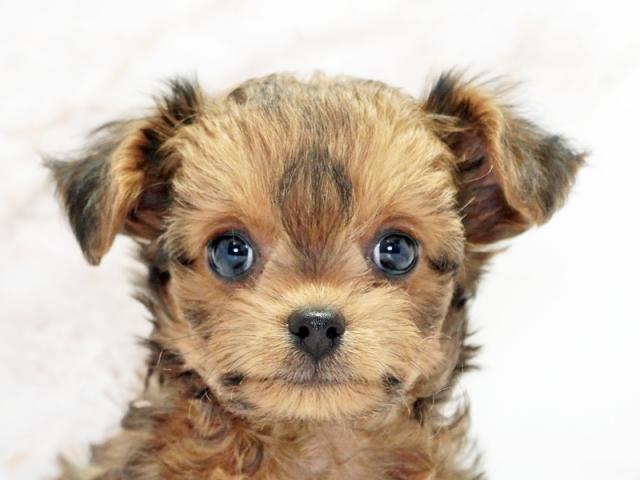 ����å�����Ⱦܺ٥ǡ����������ޤ���