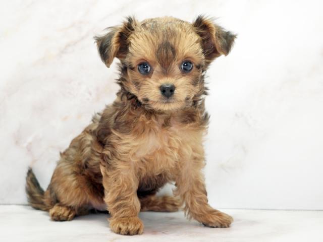 ����ͥ���2