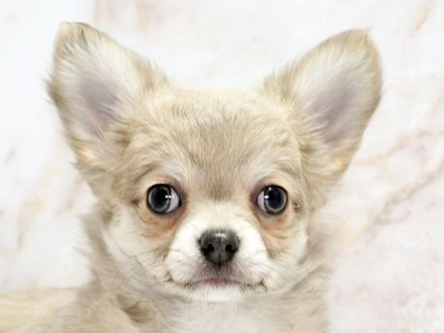 ����å�����Ⱦܺ٥ǡ����������ޤ���