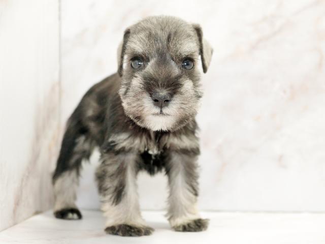 ����ͥ���2