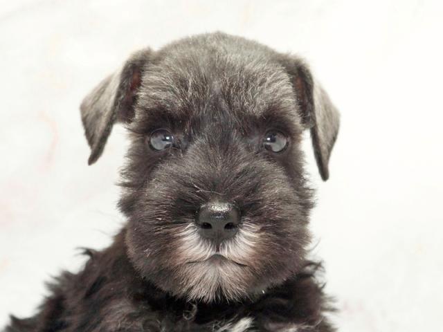 ����å�����Ⱦܺ٥ǡ����������ޤ���