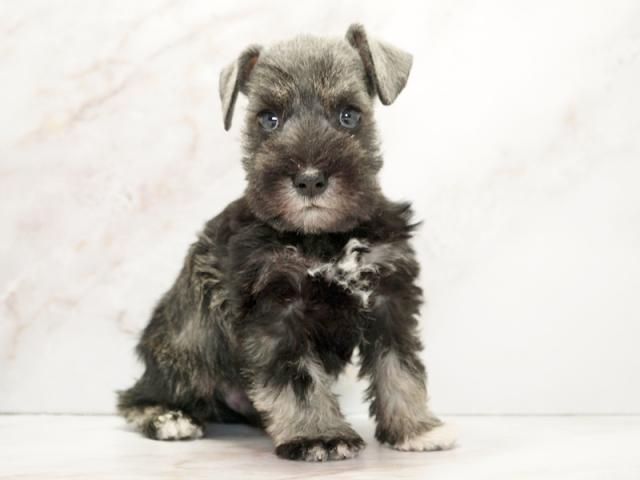 ����ͥ���2