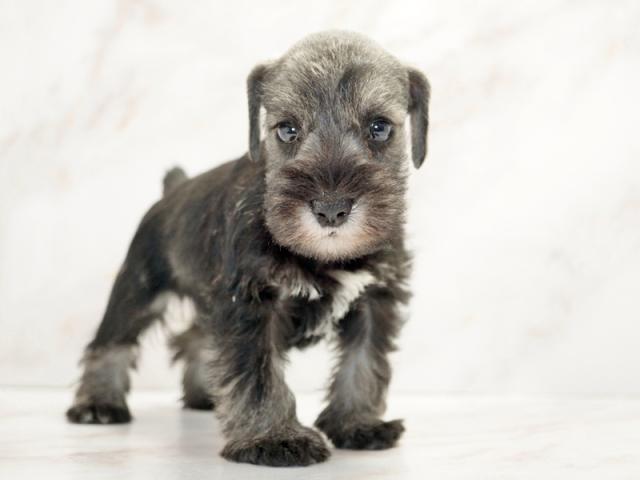 ����ͥ���2