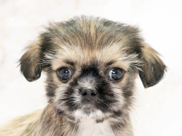 ����å�����Ⱦܺ٥ǡ����������ޤ���