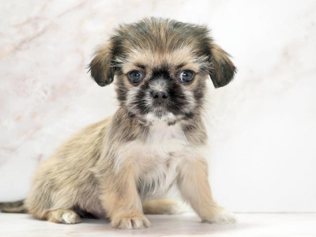 ����ͥ���2