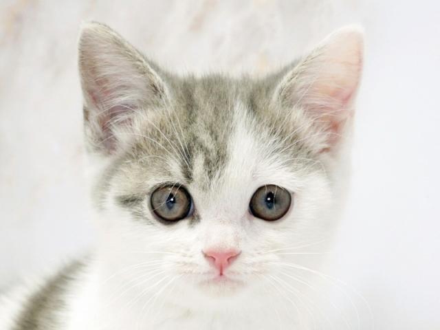 ����å�����Ⱦܺ٥ǡ����������ޤ���