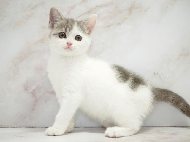 ����ͥ���2