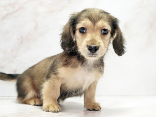 ����ͥ���2