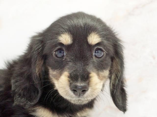 ����å�����Ⱦܺ٥ǡ����������ޤ���