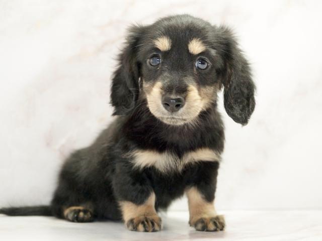 ����ͥ���2