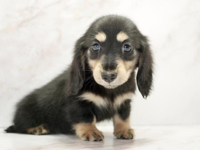 ����ͥ���2