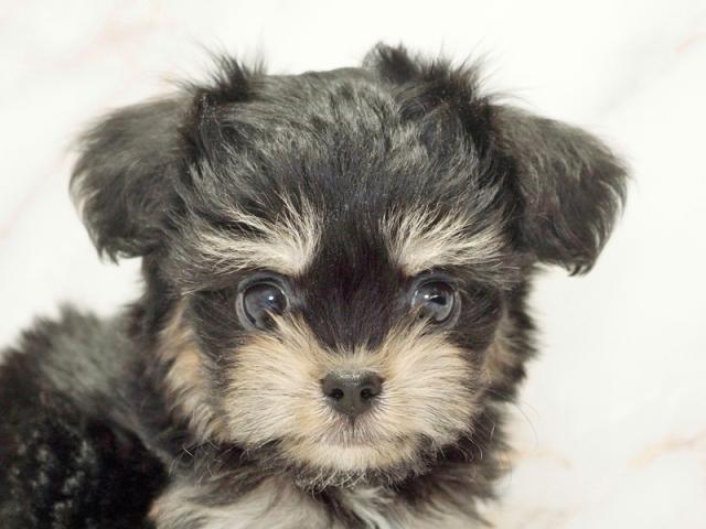 ����å�����Ⱦܺ٥ǡ����������ޤ���