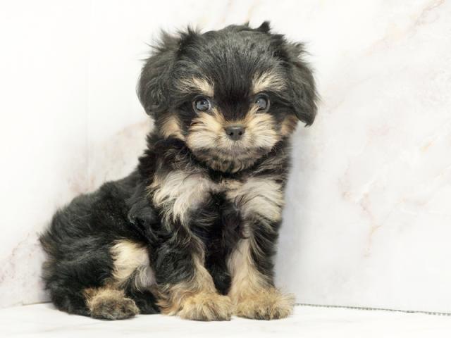 ����ͥ���2