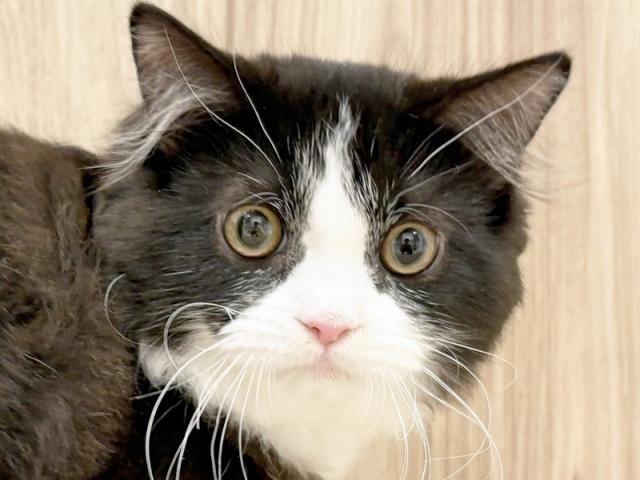 ����å�����Ⱦܺ٥ǡ����������ޤ���