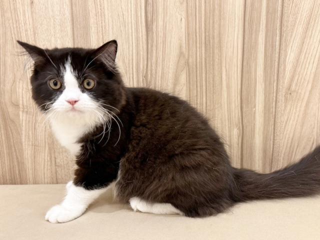 ����ͥ���2