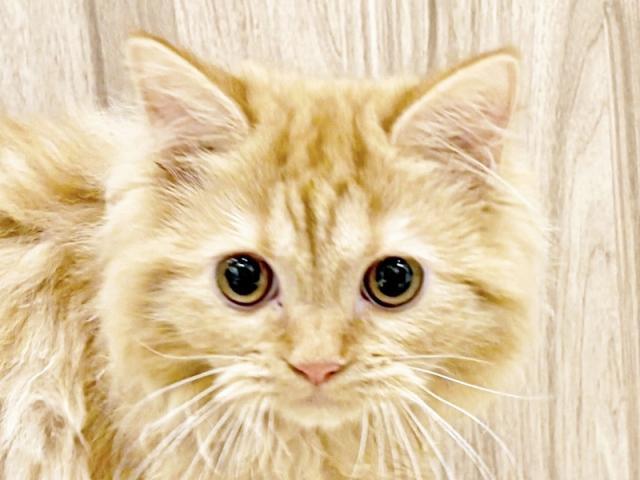 ����å�����Ⱦܺ٥ǡ����������ޤ���