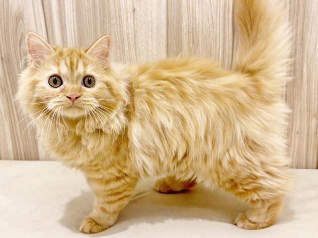 ����ͥ���2