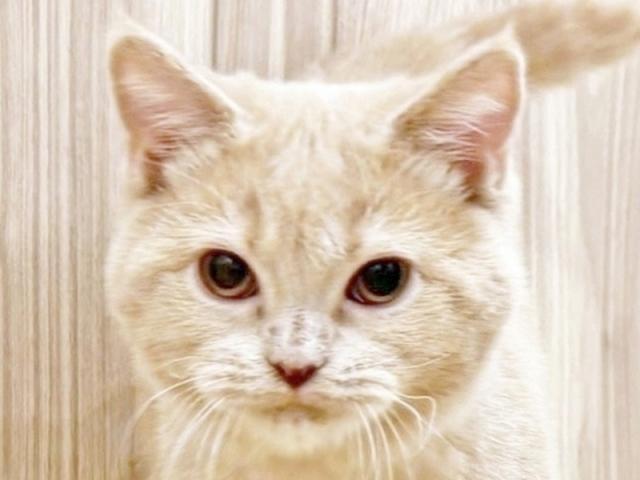 ����å�����Ⱦܺ٥ǡ����������ޤ���