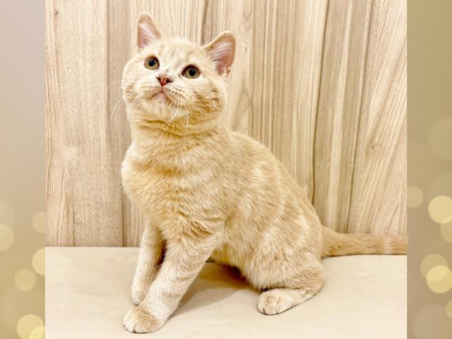 ����ͥ���2