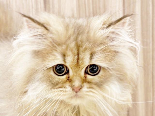 ����å�����Ⱦܺ٥ǡ����������ޤ���