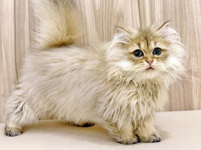 ����ͥ���2