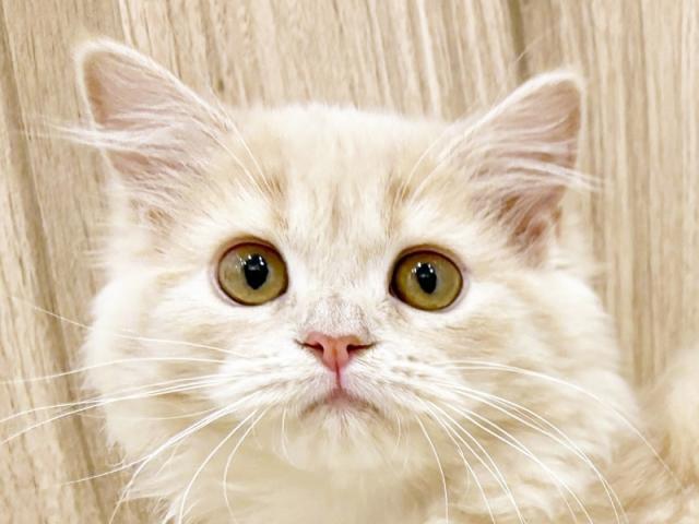 ����å�����Ⱦܺ٥ǡ����������ޤ���