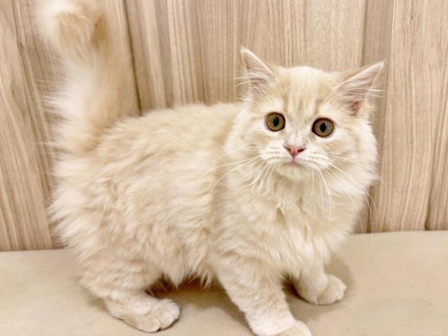 ����ͥ���2