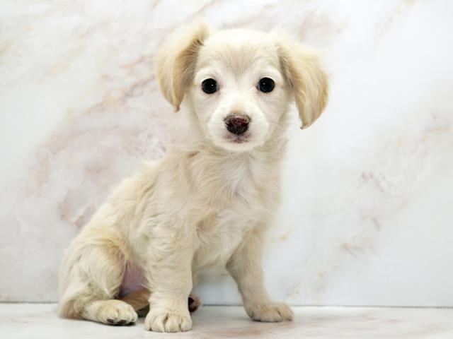 ����ͥ���2