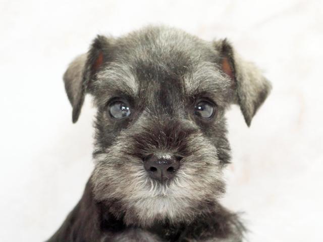 ����å�����Ⱦܺ٥ǡ����������ޤ���