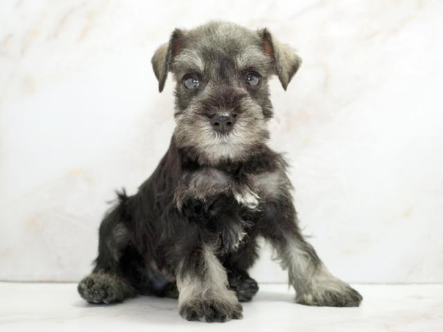 ����ͥ���2