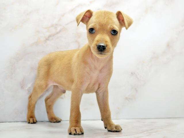 ����ͥ���2