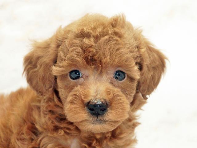 ����å�����Ⱦܺ٥ǡ����������ޤ���