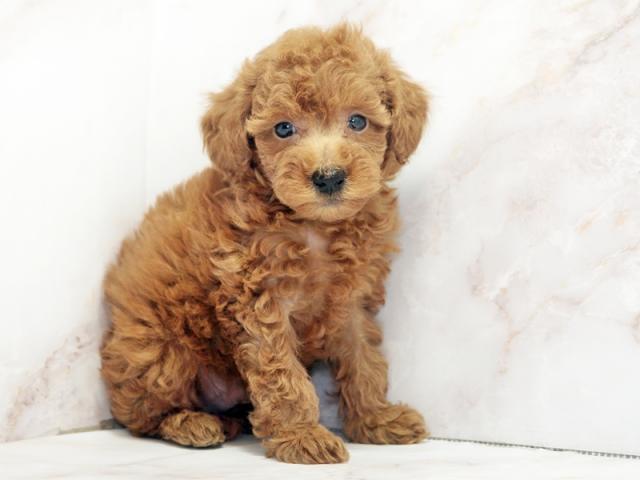 ����ͥ���2