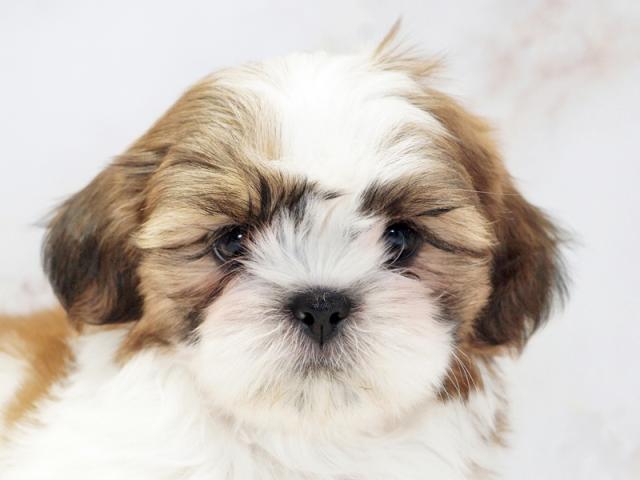 ����å�����Ⱦܺ٥ǡ����������ޤ���