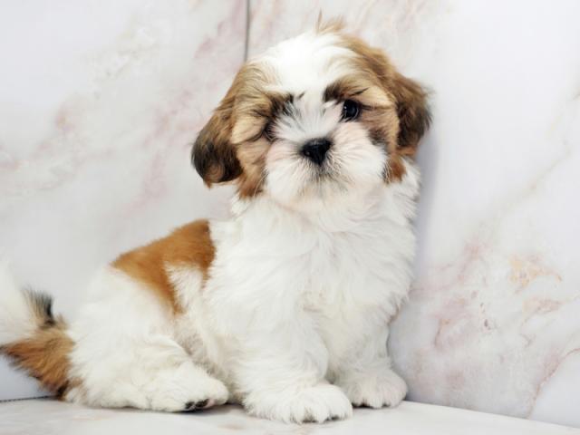 ����ͥ���2