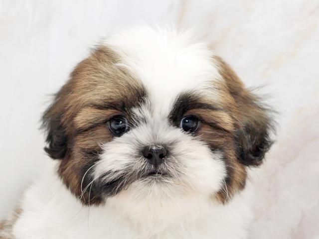 ����å�����Ⱦܺ٥ǡ����������ޤ���