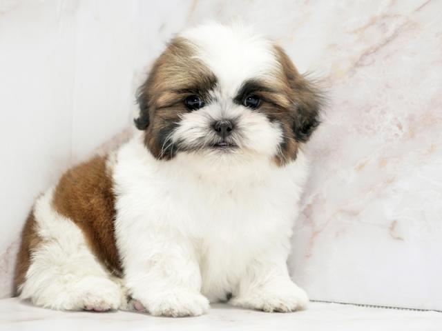 ����ͥ���2