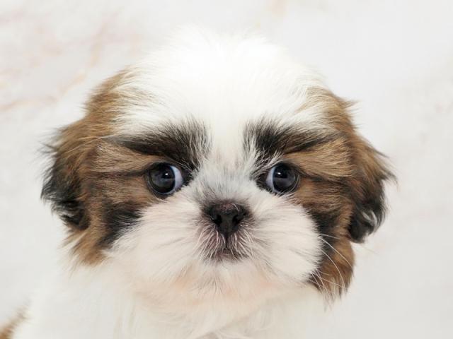 ����å�����Ⱦܺ٥ǡ����������ޤ���