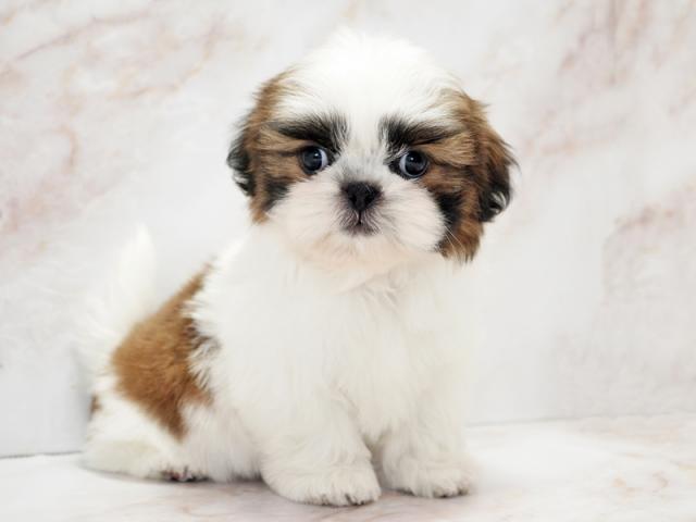 ����ͥ���2