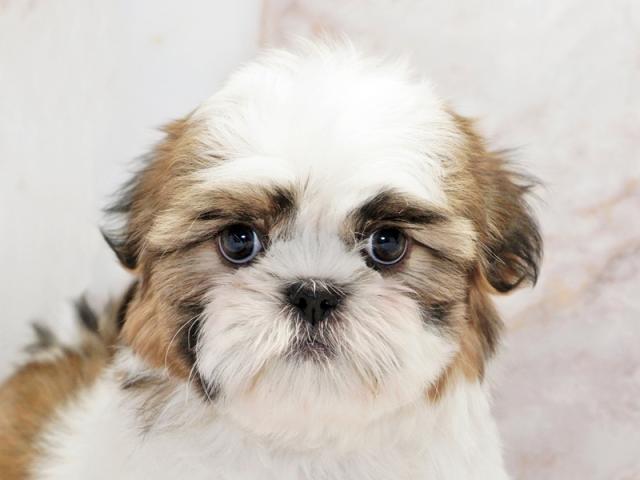 ����å�����Ⱦܺ٥ǡ����������ޤ���