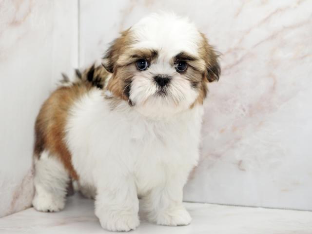 ����ͥ���2