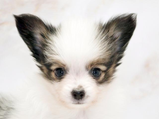 ����å�����Ⱦܺ٥ǡ����������ޤ���