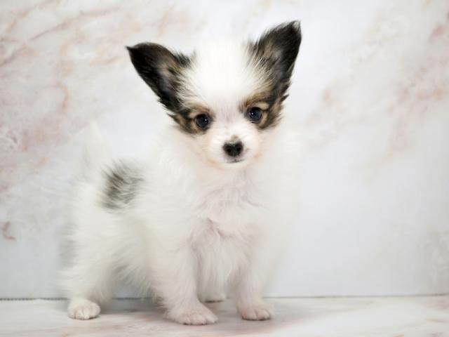 ����ͥ���2