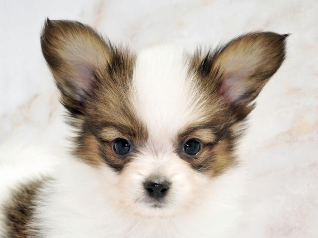 ����å�����Ⱦܺ٥ǡ����������ޤ���