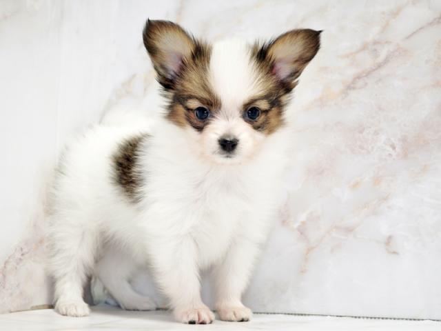 ����ͥ���2