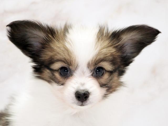 ����å�����Ⱦܺ٥ǡ����������ޤ���