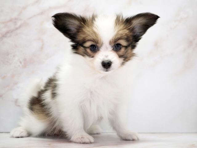 ����ͥ���2