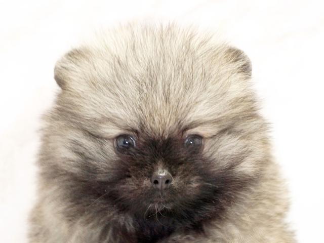 ����å�����Ⱦܺ٥ǡ����������ޤ���