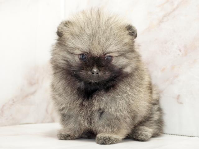 ����ͥ���2