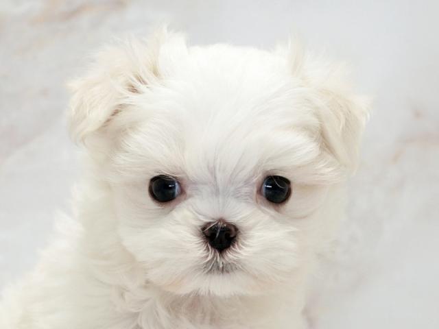 ����å�����Ⱦܺ٥ǡ����������ޤ���